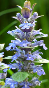 Ajuga pyramidalis